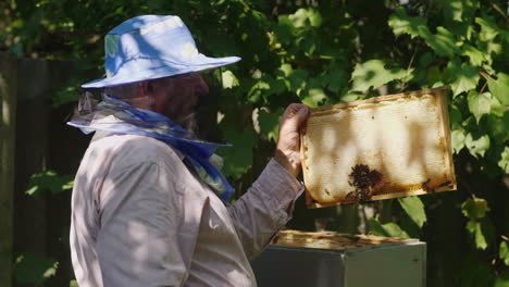 an elderly beekeeper working in an apiary near the hive 4k video