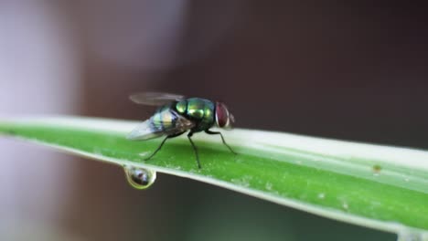 fly on the leaf of plant