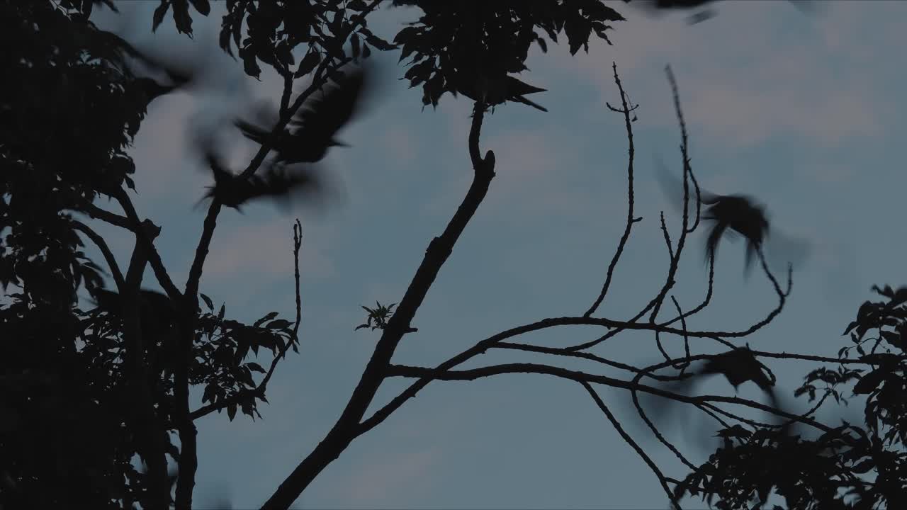 cuervos volando de las ramas de los árboles