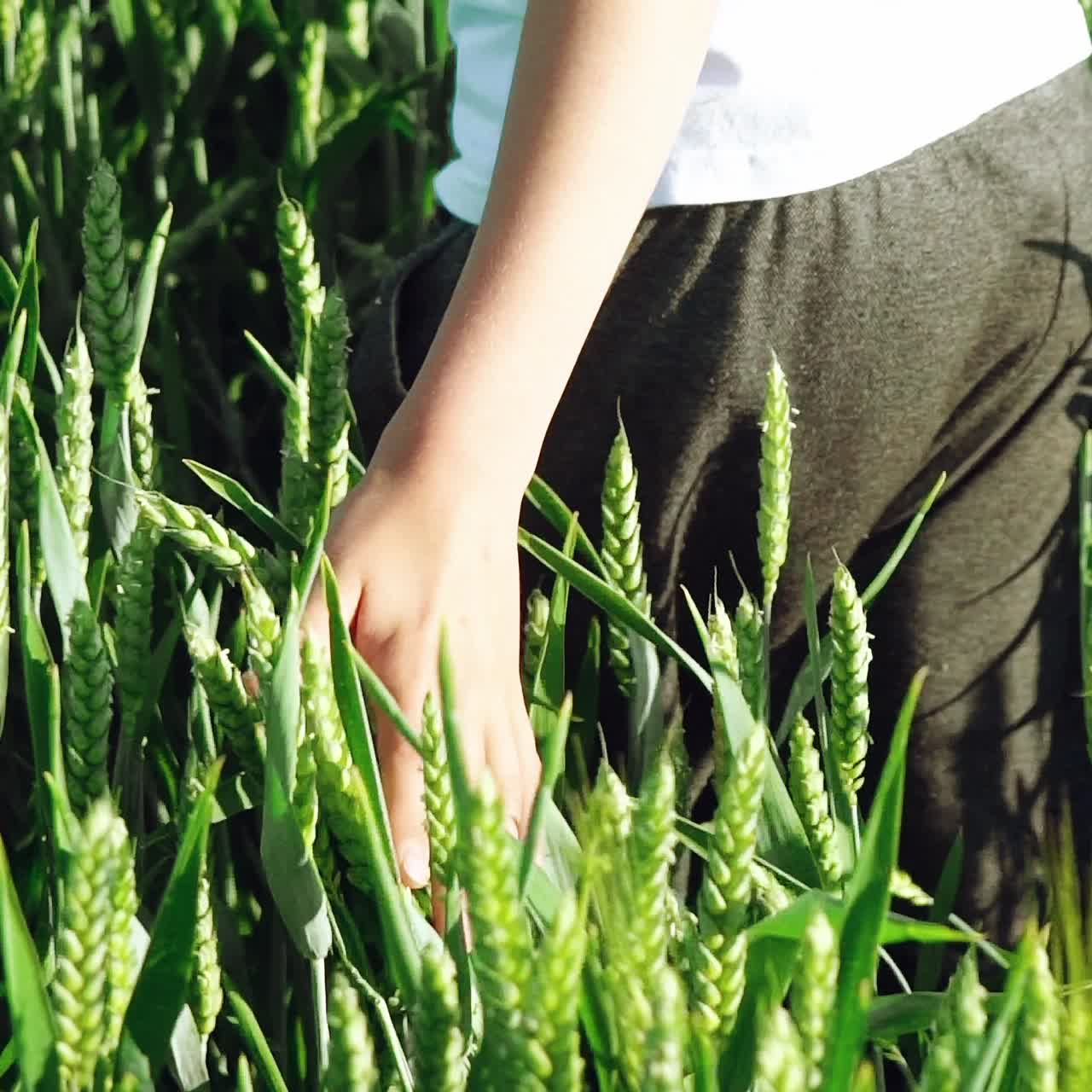 kids hand touches wheat spikelets on green field background