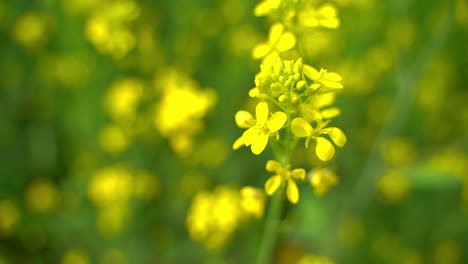 Abejas-Recolectando-Miel-De-Flores-De-Mostaza