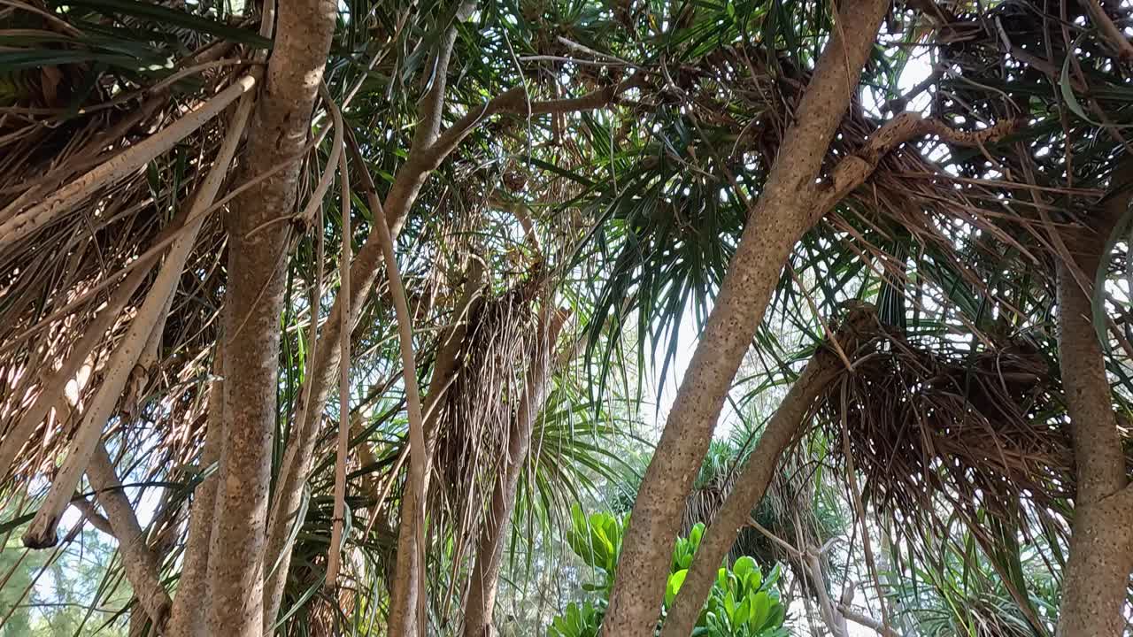A serene view of pandanus trees with visible roots in a lively outdoor area in Phuket, Thailand