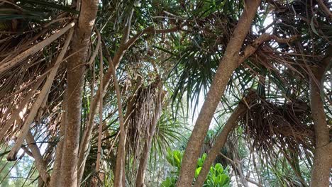 a serene view of pandanus trees with visible roots in a lively outdoor area in phuket, thailand