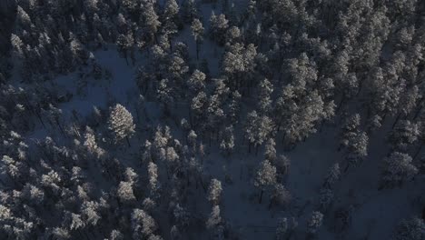 evergreen meadows conifer forest birds eye colorado aerial drone colorado sunny sunset winter trees cold frozen deep snow december north turkey creek rocky mountains town front range right motion