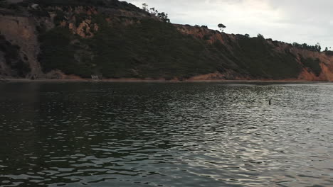 los surfistas flotan en el agua del océano cerca del acantilado en rancho palos verdes en el sur de california - vista aérea