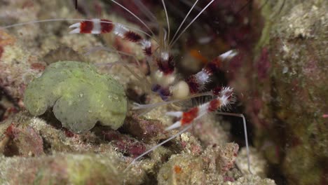 camarones limpiadores de cerca por la noche en arrecifes de coral