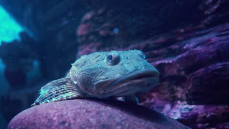 Fish-Scorpaena-guttata-is-a-species-of-fish-in-the-scorpionfish-family-known-by-the-common-name-California-scorpionfish.-It-is-native-to-the-eastern-Pacific-Ocean