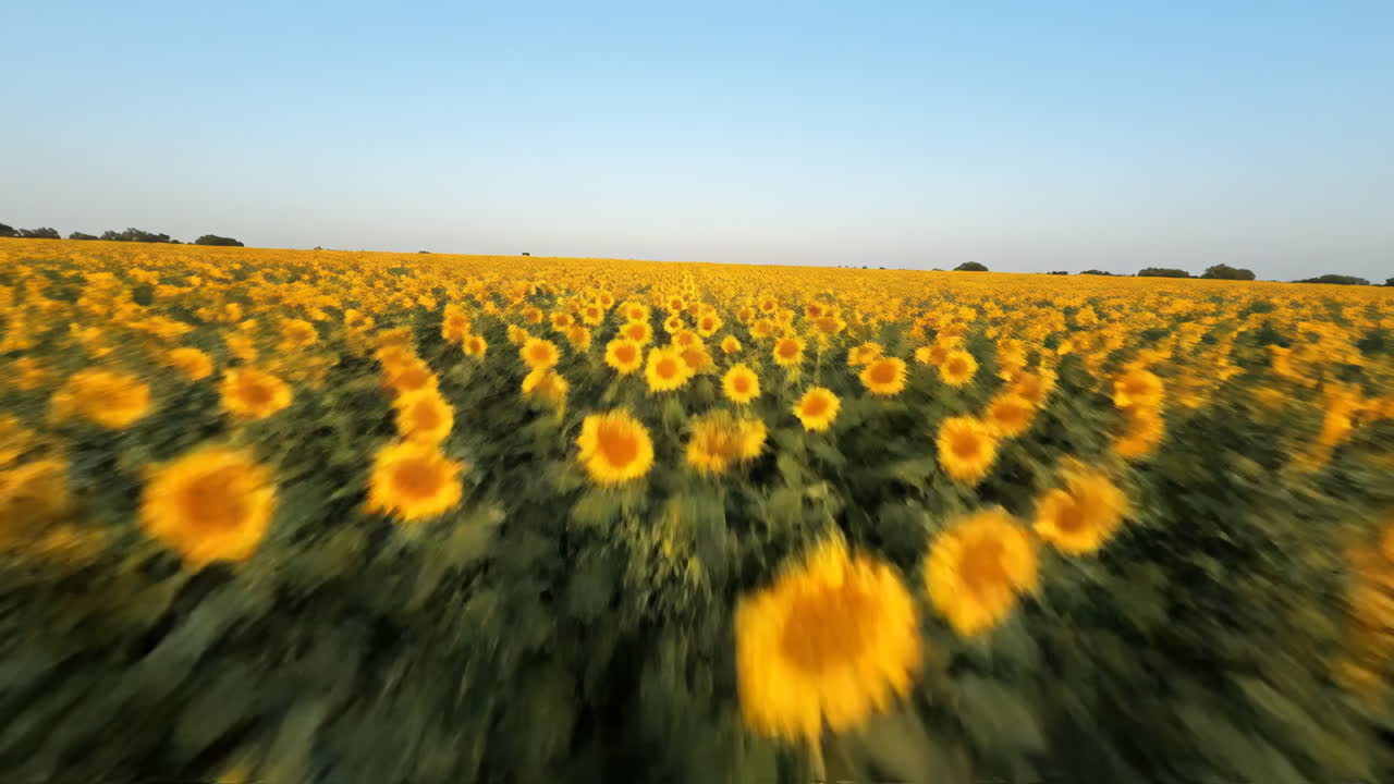 Campo di girasoli sotto un cielo limpido