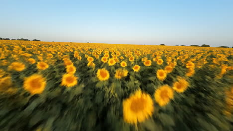 field of sunflowers under a clear sky