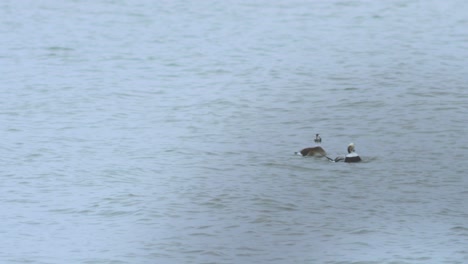 Long-tailed-ducks-flock-swimming-in-water-and-looking-for-food,-overcast-day,-distant-medium-shot