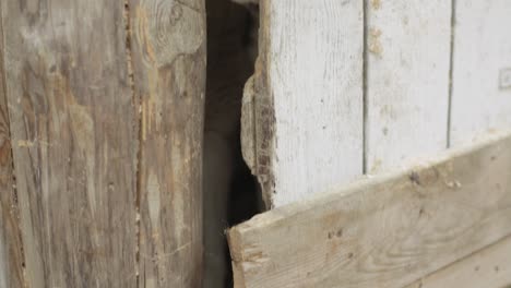 two huskies peeking through a wooden fence