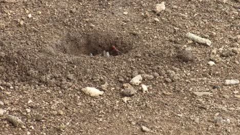 land crabs in raiatea, society islands, french polynesia