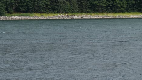 Humpback-whale-surfacing-to-breathe