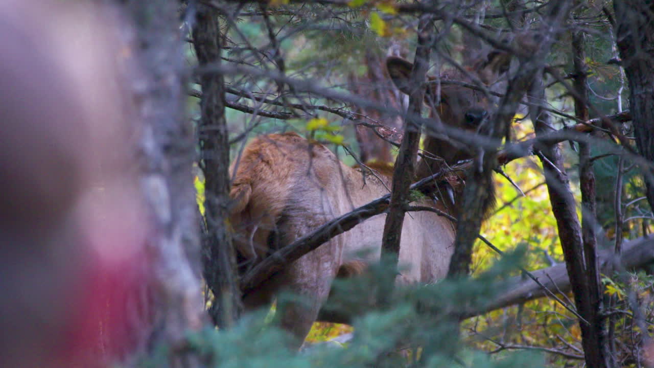 Cow Elk looking at hunter