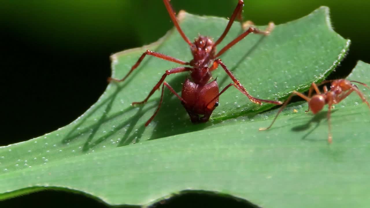 잎꾼개미가 잎사귀를 가로질러 움직인다