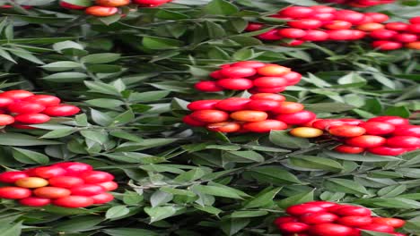 red berries on bush