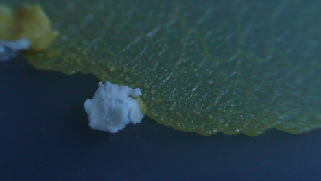 A-wave-of-goopy-slime-mould-creeping-towards-and-engulfing-some-food