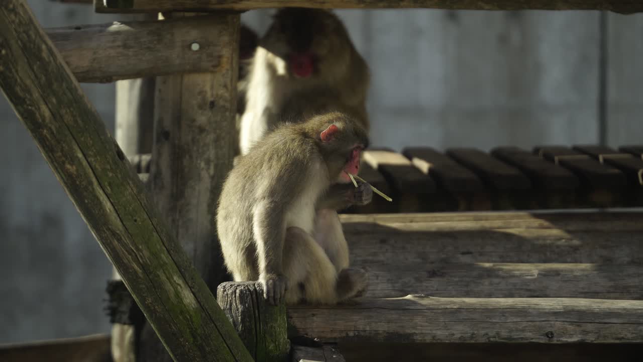A Japanese Snow Monkey eating a piece of bamboo