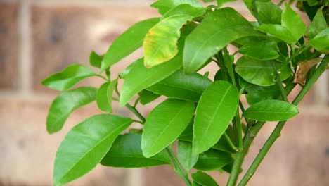 fruit tree leaves rustling in the wind