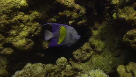 pez ángulo árabe en el arrecife de coral del mar rojo de egipto