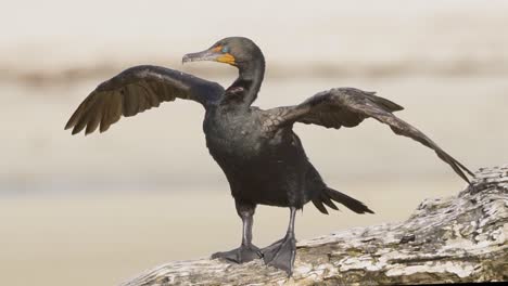 cormorant spreading wings on beach log on a windy day in slow motion