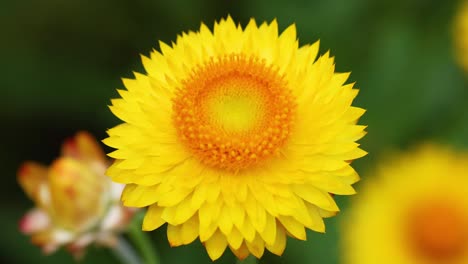 close-up of a vibrant yellow daisy flower