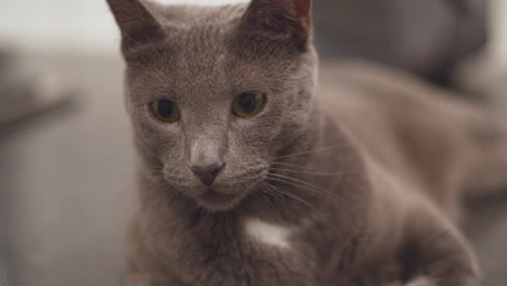 Russian-blue-house-cat-lounging-on-kitchen-countertop-05