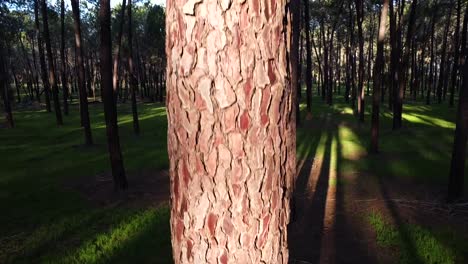 ascending drone closeup pine tree in forest plantation in gnangara, perth, western australia