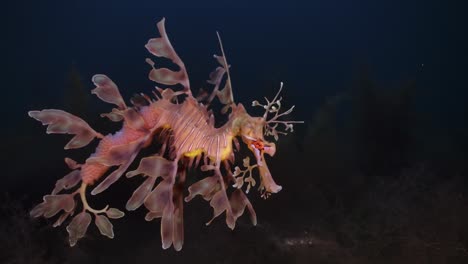 Leafy-Sea-Dragon-with-eggs-4k-slow-motion-South-Australia