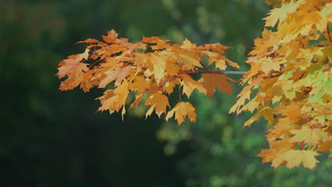 hojas de arce de otoño