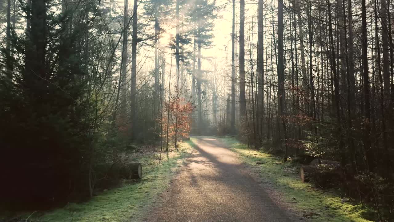 cammino illuminato dal sole attraverso una foresta invernale nebbiosa