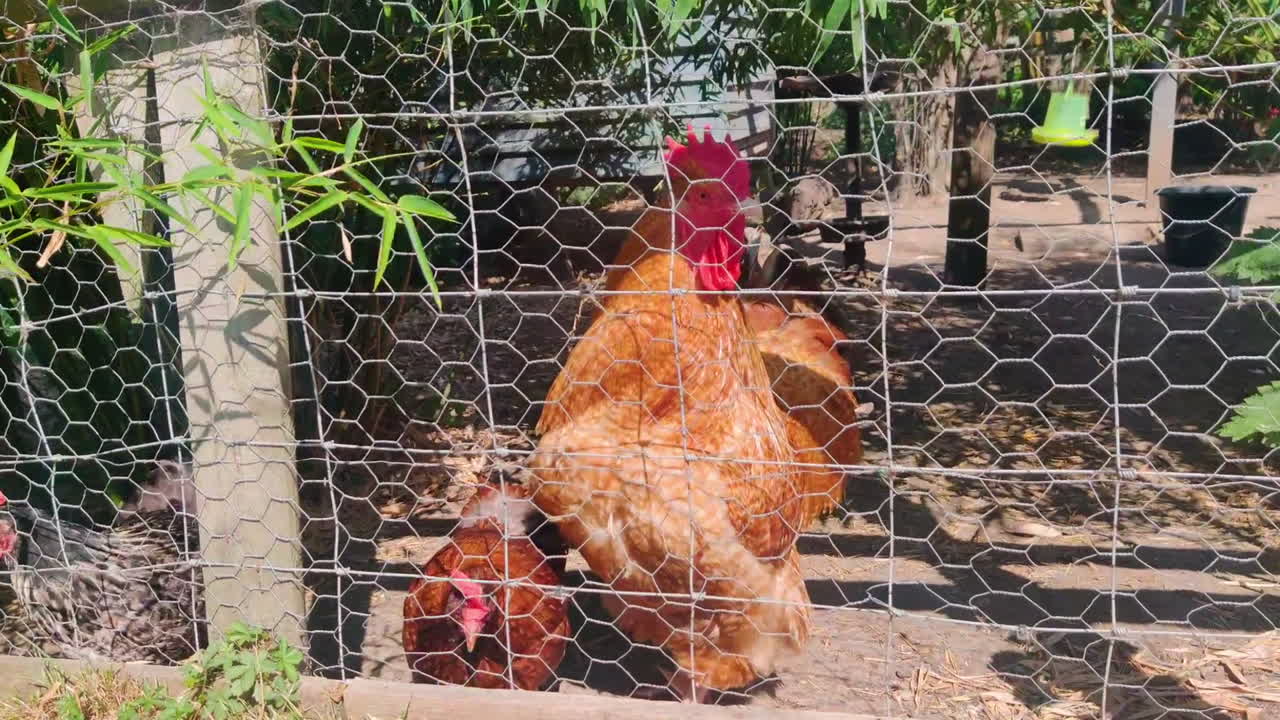 gallo doméstico y pollo de gallina dentro de la jaula en el patio trasero