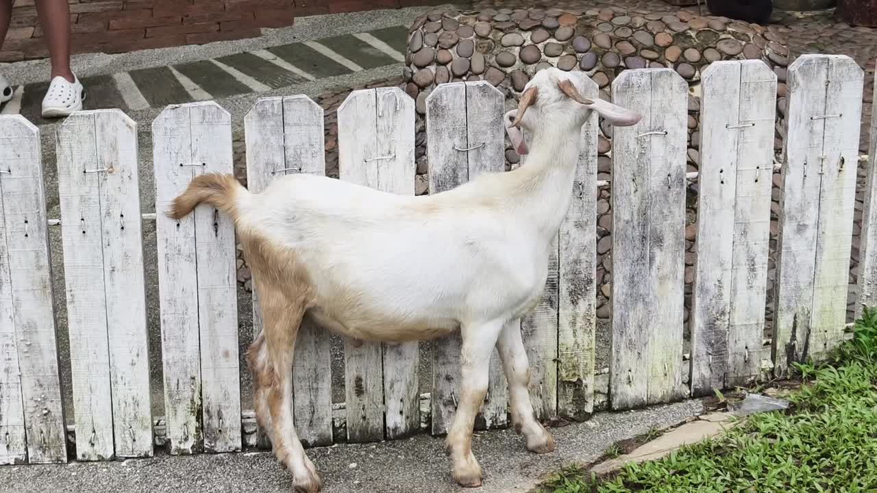 나무 울타리 에 있는 염소