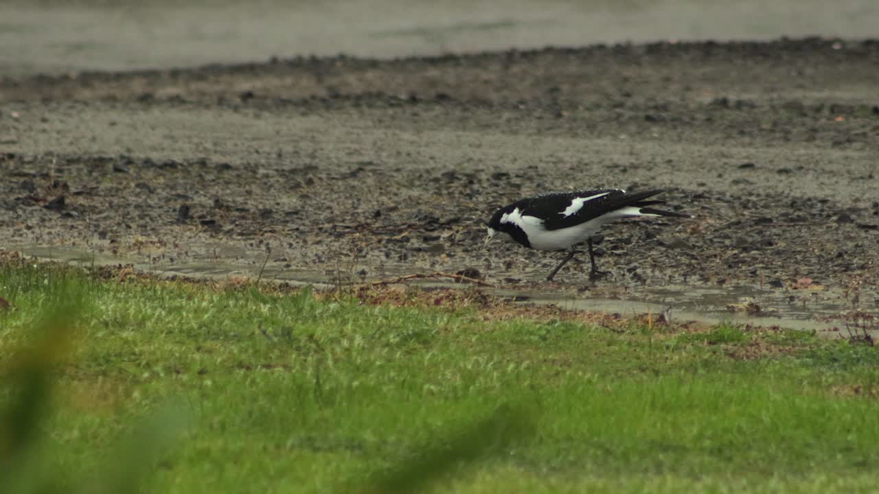 Wet Magpie-Lark Walking On Gravel Driveway In The Rain Pecking Foraging, Overcast Daytime Maffra, Gippsland, Victoria, Australia