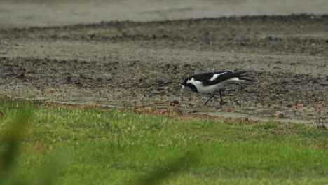 wet magpie-lark walking on gravel driveway in the rain pecking foraging, overcast daytime maffra, gippsland, victoria, australia