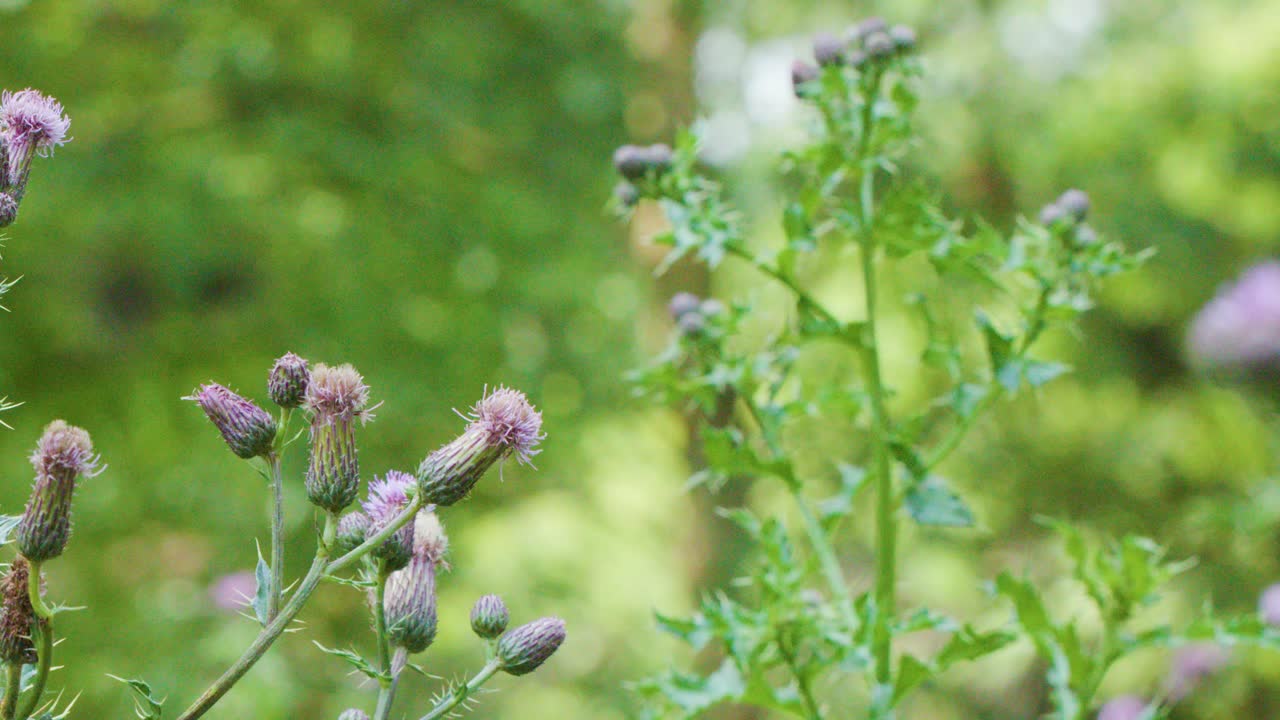Purple thistle wildflowers gently move in soft daylight, shallow depth of field, natural background