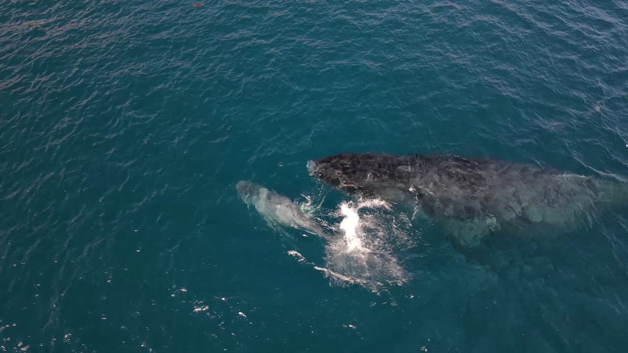 Humpback whale baby playing and swimming with mother