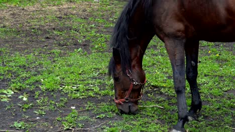 dark brown horse stallion with black mane chews food. he tries different kinds of plants to taste. a horse walks in the paddock near the stables. summer sunny day.