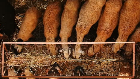 aerial view of sheep eating their winter feed from a feeder in the farm