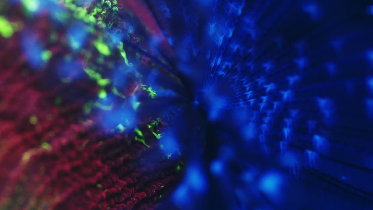 Macro shot of purple Sabellidae feather duster worm extending spiral crown from inside unidentified coral host under actinic lighting, showing fine radioles and delicate movement in reef aquarium.