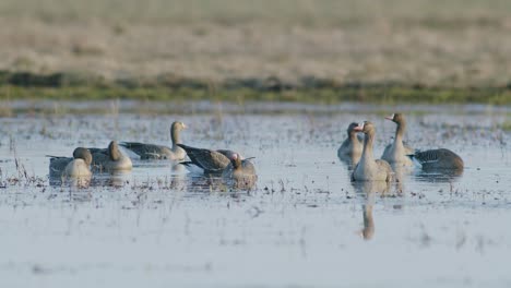 white-fronted geese resting in flooded meadow during spring migration sunny day