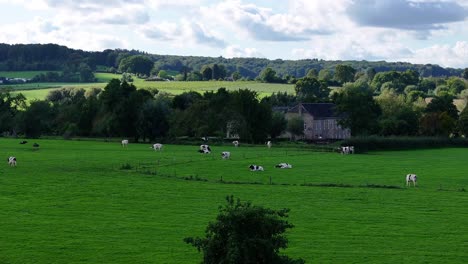 farmland herd of cattle grazing and rest in shade of dutch countryside