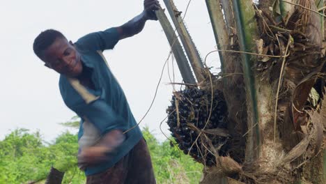 black male farmer cutting with a big sharp machete knife a tree in the forest in slow motion