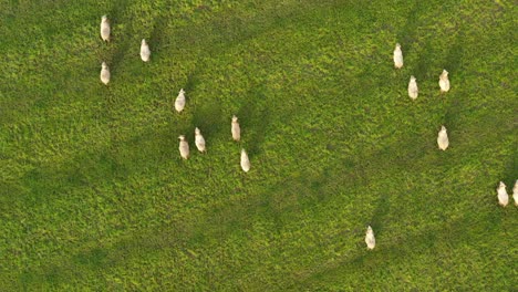 Vista-Aérea-De-Ovejas-Pastando-En-Un-Campo-De-Hierba-Verde