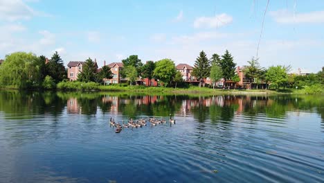 Una-Toma-Panorámica-De-Un-Lago-Mientras-Los-Patos-Nadan-Cerca,-ángulo-Alternativo