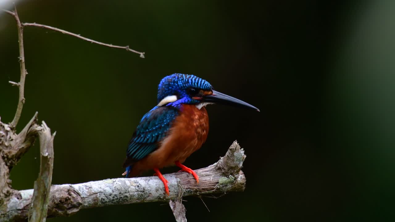 藍耳金魚 (blue-eared kingfisher) 是泰國的一種小金魚,因其可愛的藍耳而受到鳥類攝影師的歡迎,