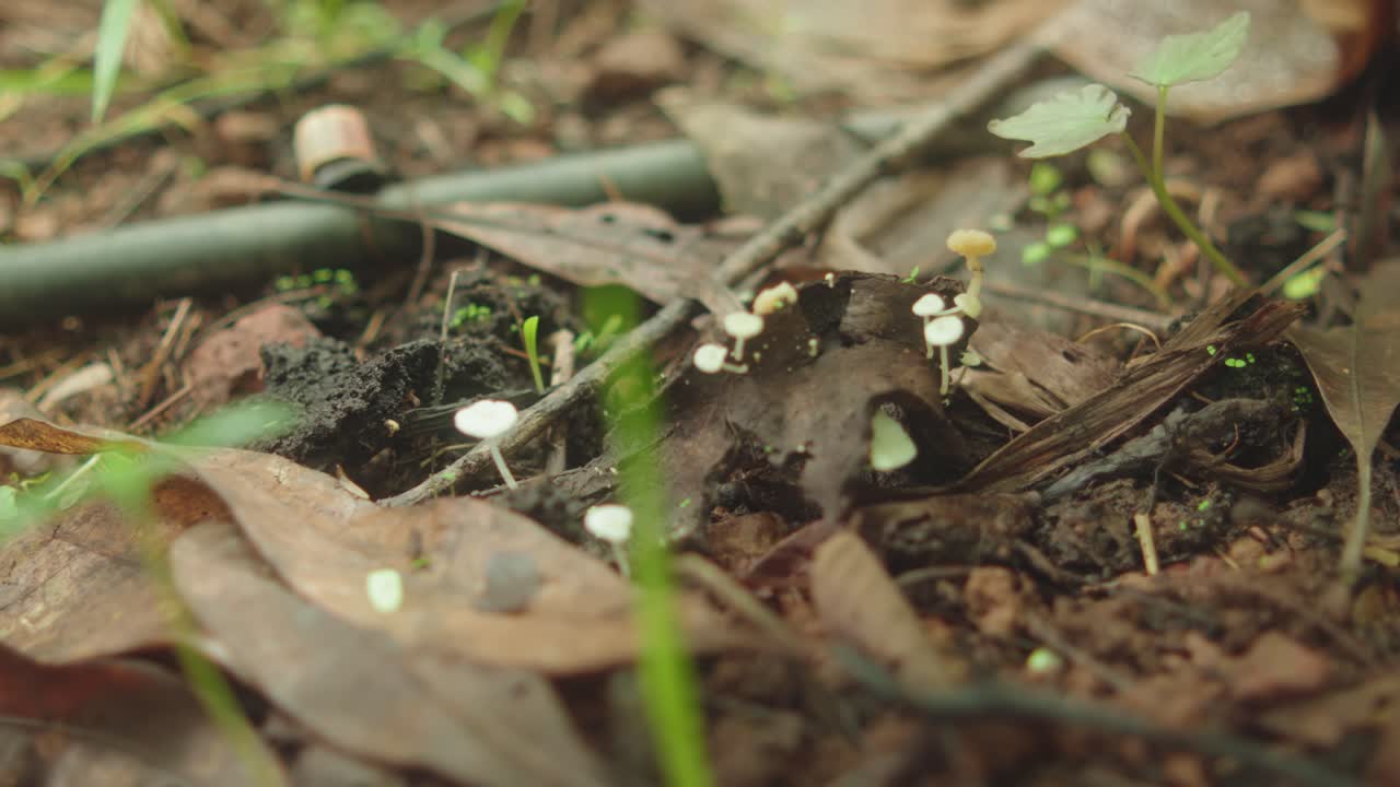 Close-up shot highlights delicate white Mycena mushrooms (Mycena sp.) emerging from decaying leaves and moist soil in a shaded tropical forest setting in Goa, India