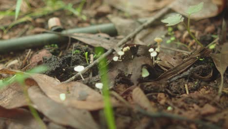 close-up shot highlights delicate white mycena mushrooms (mycena sp.) emerging from decaying leaves and moist soil in a shaded tropical forest setting in goa, india