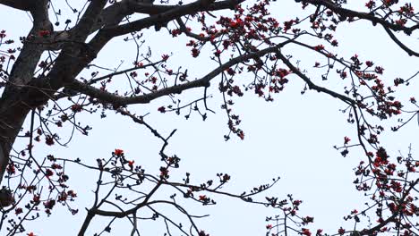 Tree branches with red blossoms against sky