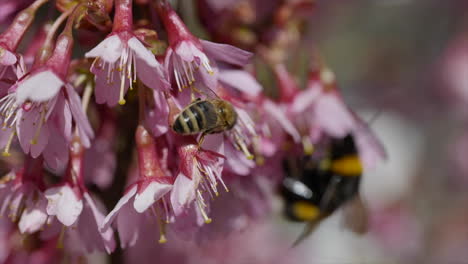 macro shot of bee and bumblebee collecting pollen in pink flower during pollination time